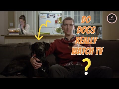 Why Do Dogs Watch TV? Dog Behavior Explained | ShikyFAV
