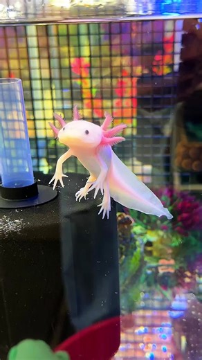 Leucistic Axolotl