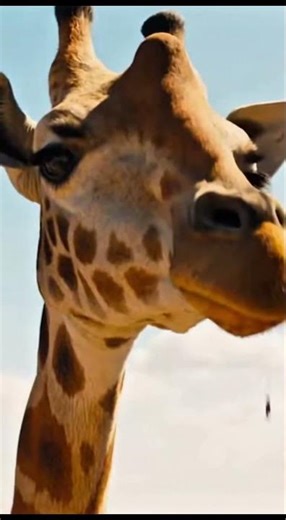 GIANT Giraffe vs Lion 😱 | Unbelievable Safari Fight #survivalanimals #wildliferescue