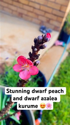 Gorgeous dwarf peach and dwarf azalea #babytree #garden #gardening #nature #mybackyardgarden #azalea