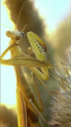 Praying Mantis Intelligence Revealed - The Unexpected Truth
