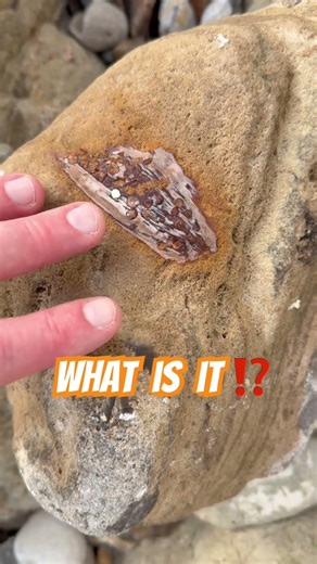 SPOT THE “wood turned too stone.”⁉️#fossilhunter#beachfinds#petrifiedwood