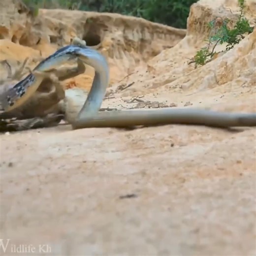 1.8K views | 4 Owl vs Snake | Wonder World | Facebook