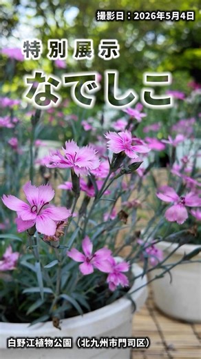 【花暦】特別展示なでしこ #白野江 #北九州