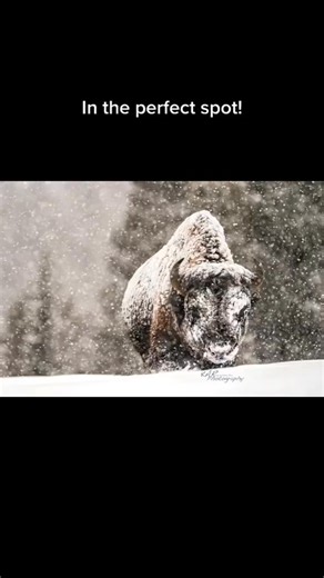 It’s all about the right animal in the perfect spot! | Bison Unity