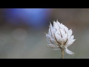 心を落ち着けて体の緊張をやわらげる音楽 5曲 - 優しい音楽, 自律神経を整える音楽, リラックス音楽, 睡眠音楽, 寝る前に聴く音楽, 心が落ち着く音楽, 疲れた時に聴く音楽, 癒しの音楽, 波の音