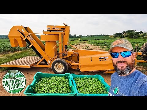 INCREDIBLE GREEN BEAN HARVESTING MACHINE: OXBOW BH100