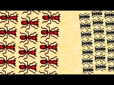 ARMY ANTS vs RED ANTS Wars in Pocket Ants Colony Simulator Gameplay - Ant Wars!