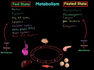 Fed State vs Fasted State Metabolism MCAT (EVERYTHING YOU NEED TO KNOW BIOCHEMISTRY MCAT)