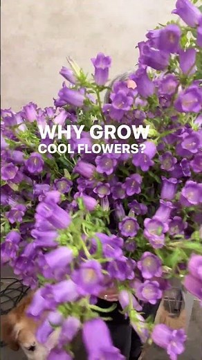 Campanula and Bupleurum from the field for Mother’s Day