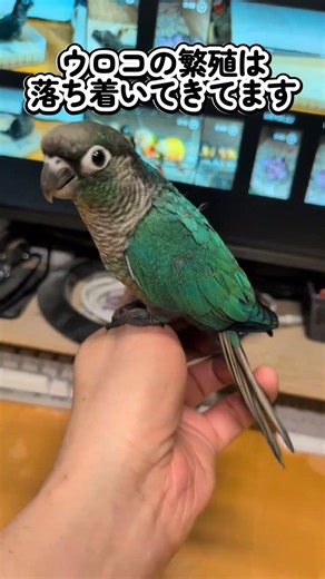 ウロコとマメ 2026 5 18