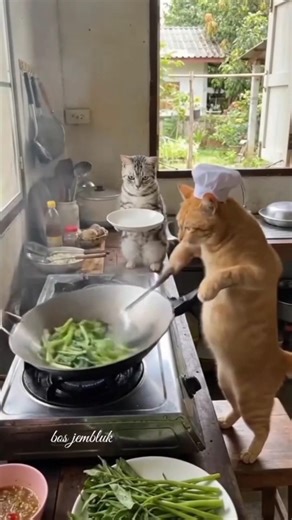 The cat is now a professional cook #cat #shorts