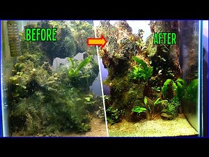 Removing Aquarium Algae using H2O2 (Hydrogen Peroxide)