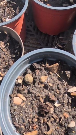 Capítulo 30. El huerto de las aventuras de Carlos Bici