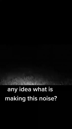 Fisher Cat Sounds: Uncovering the Mystery