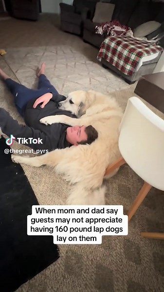 Living with Two Gentle Giant Lap Dogs