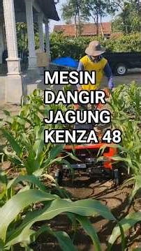 MESIN DANGIR JAGUNG KENZA 48 BENSIN DOBEL GARDAN PILIHAN BOS TANI DUSUN JAGOAN, PONGGOK, BLITAR