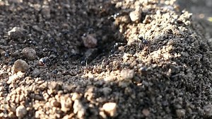 ants running in the nest and big ant anthill and ants running,