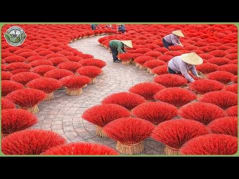 How Billions of Incense Sticks Are Made – Inside Traditional Craftsmanship Factories