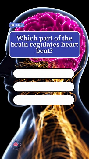 Test Your Knowledge with This Nervous System Quiz!
