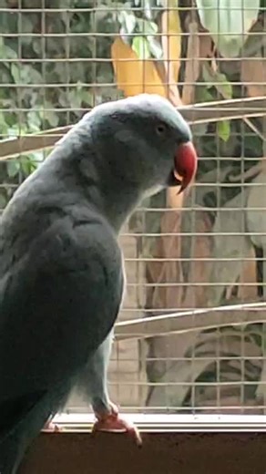 Talking Birds: Charming Pets in the USA