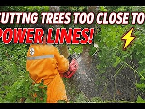 Tough Day on the Hill: Removing 5 Massive Tung Trees Near Power Lines!