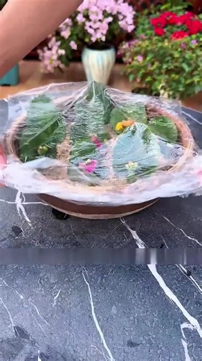 Kalanchoe Leaf Propagation Tips