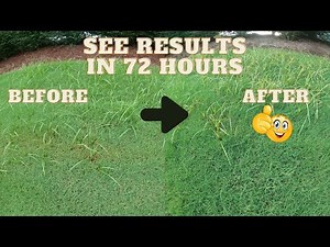 How to kill nutsedge in bermuda grass the easy way