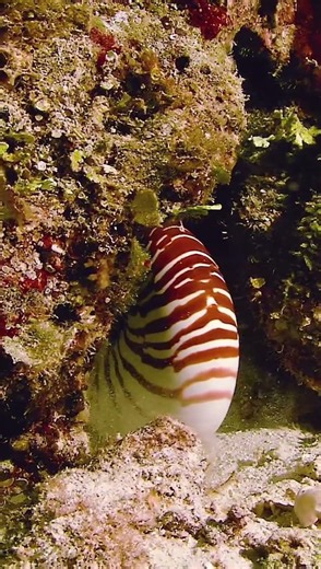 The South China Sea's Nautilus: The Earth's Most Ancient Living Submarine