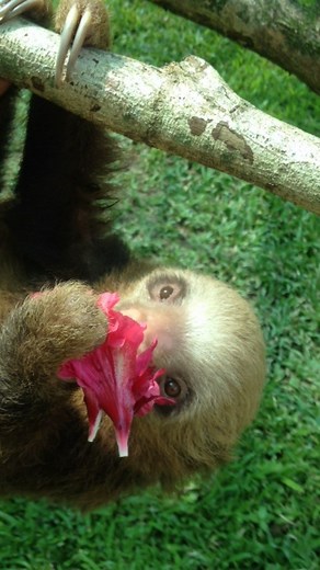Baby sloths love Hibiscus flowers! #cute #flowers #miley | The Sloth Conservation Foundation