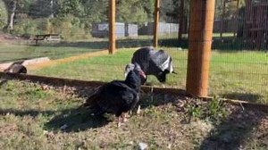 113K views · 1.3K reactions | Taz, the turkey vulture, was out for a...