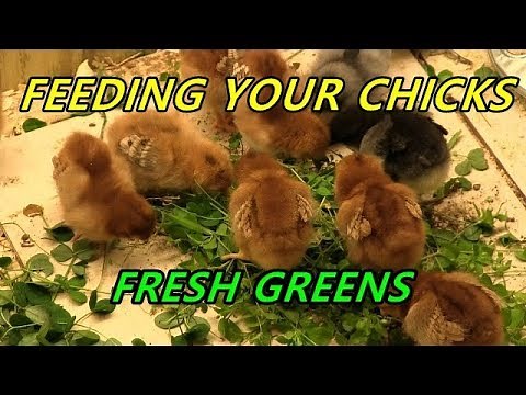 Feeding your chicks fresh greens - Natural probiotics and pasty butt prevention