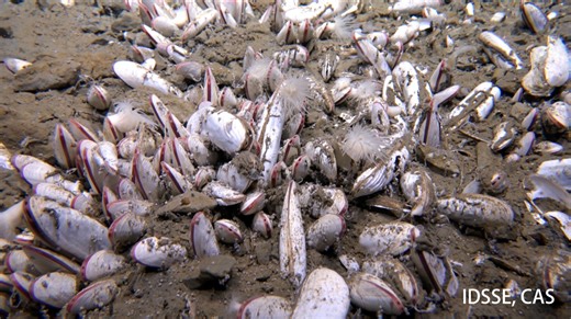 A submersible finds sea creatures thriving in the deepest parts of the ocean