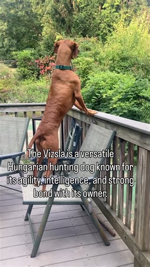 The Vizsla is a versatile Hungarian hunting dog known for its agility, intelligence, and strong bond with its owner. The Vizsla excels in tracking, locating, and retrieving game both on land and in water. Its keen sense of smell, stamina, and cooperative nature make it one of the most reliable and adaptable hunting breeds. Vizslas are affectionate, gentle, and eager to please. They form deep attachments with family. Vizslas do best in households that can provide regular exercise, mental stimulat
