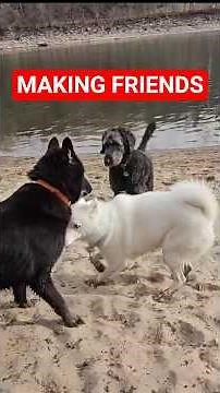 Making Friends at America's BEST Dog Park 🐕 (Part 4)