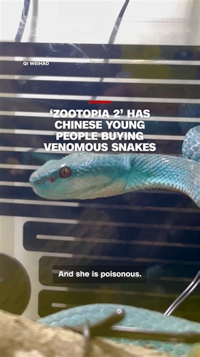 CNN on Instagram: "Disney's animated film "Zootopia 2" was such a hit in China that some young people are buying poisonous snakes. CNN speaks to an owner of an Indonesian pit viper to find out why he decided to buy the blue reptile. Read more at the link in our bio."