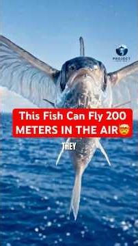 Meet the Flying Fish 😳 #FlyingFish #NatureIsMetal #WildlifeFacts