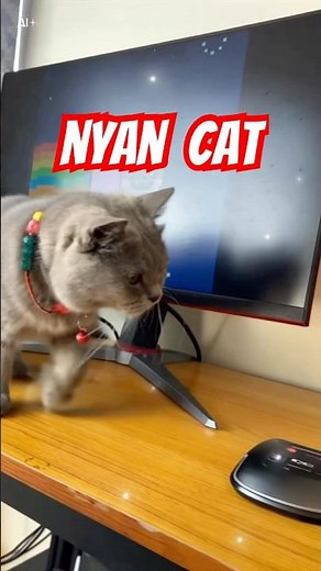 nyan cat in real life pt.3 #music #beats #fun #electronicmusic #cat #cats