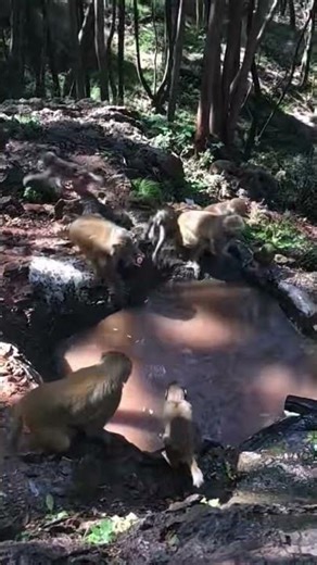 Cheeky Monkey Steals the Show 😂🐒|Funniest Monkey Moments! 2 #funnyshorts #trynottolaugh #shortsfeed