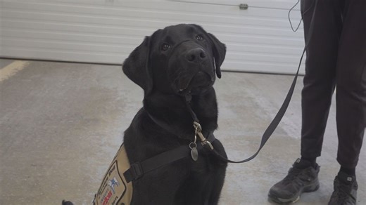 Prison Puppy Program: Weekend volunteers needed to train service dogs for veterans