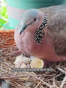 一只斑鸠在窗台躲雨，雨水拍打在身上也不走，女子的做法亮了！ #animals #动物救助 #主人 #寵物友善日常 #pets #cute #感人壹幕