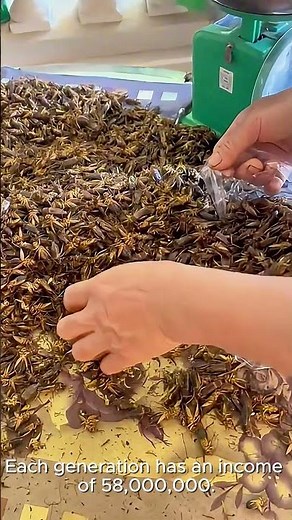 Effective Cricket Farming Achieve Up to 30KG with Our Innovative Cages! #cricket #farm #shorts