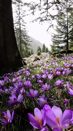 What does rebirth smell like? In Romania’s Sâmbetei Valley, spring does not arrive politely; it detonates in color, the ground veiled in crocuses so dense it feels less like flora and more like a quiet insurrection against frost. Violet chalices tremble in the alpine breeze, fragile as porcelain, stubborn as scripture. Above them, the Făgăraș peaks linger in white, snow still clinging to their serrated crowns, aloof and glacial, as if winter were a doctrine not yet fully renounced. You stand bet