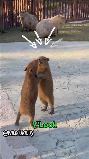 “Cute Little Capybara Fight 😆🐾” #cute #animals #funny #animalshorts