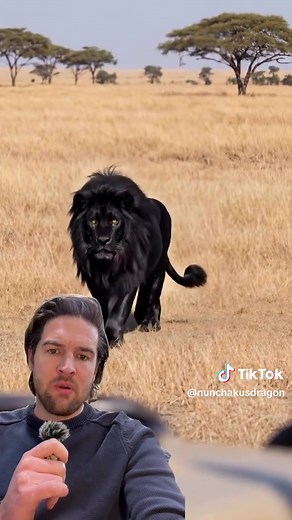 African Prophecy of the Black Lion