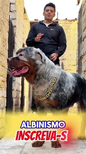 White Rottweiler: A genetic error or rarity?