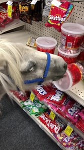 107K views · 4.3K reactions | ❤️Peppermint Monster ❤️ Hagrid loves his peppermints. He used to shop for them himself in CA. Bless the workers at CVS in Danville, CA that let him shop whenever he wanted! | Tracy Acres Equine Sanctuary | Facebook