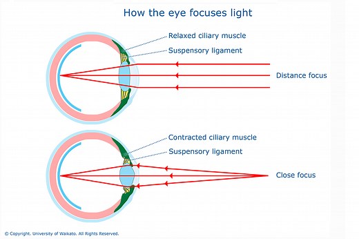 How the eye focuses light