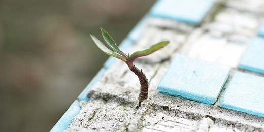 Carl Rogers’s Actualizing Tendency: Your Ultimate Guide