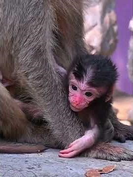 AW, Newborn Baby #babymonkeys #entertaininganimals #animals